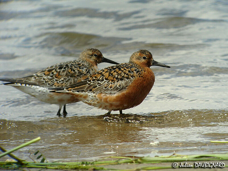 Red Knotadult breeding