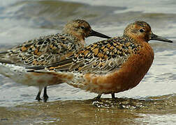 Red Knot