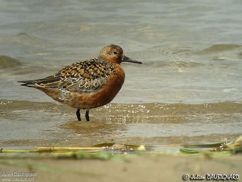 Red Knot male adult breeding, identification