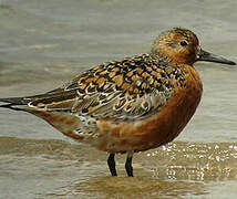 Red Knot