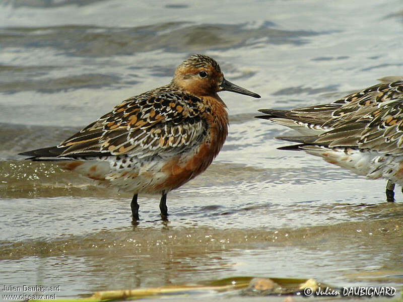 Red Knotadult breeding