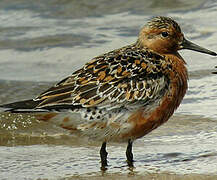 Red Knot