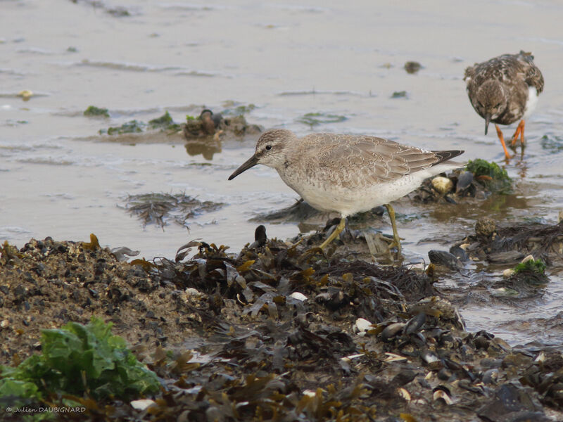Red Knot, identification