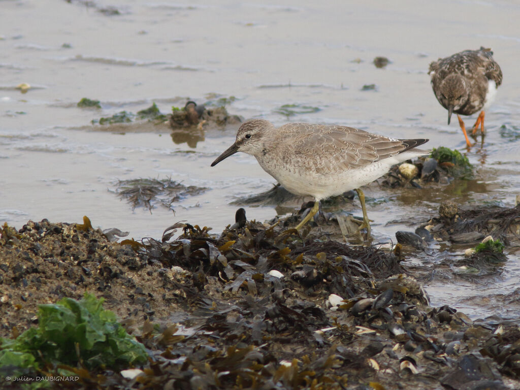 Bécasseau maubèche, identification