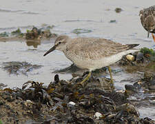 Red Knot