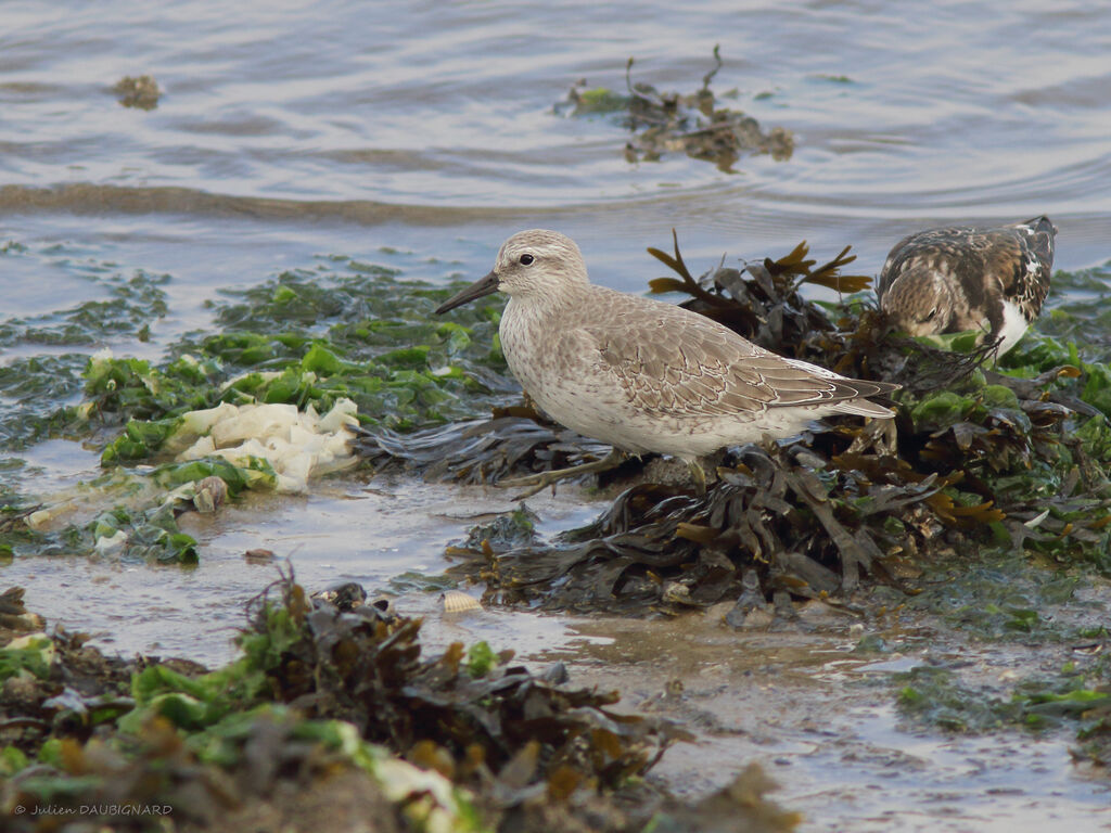 Bécasseau maubèche, identification