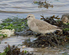 Red Knot