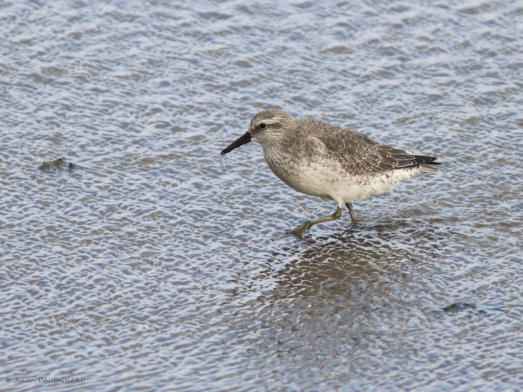 Bécasseau maubèche, identification