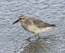 Red Knot