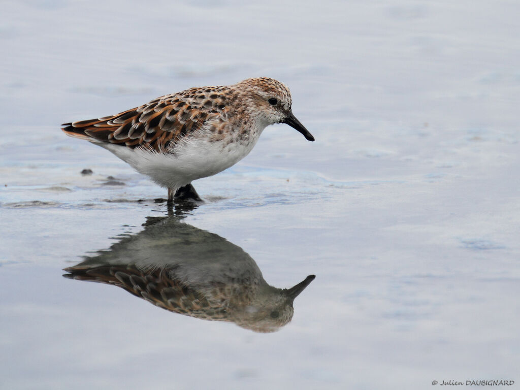 Bécasseau minute, identification