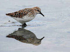 Little Stint