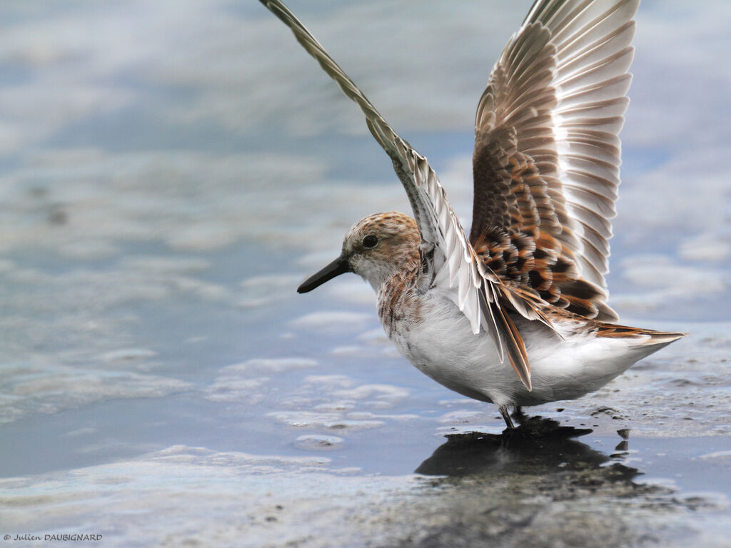 Little Stint, identification