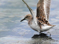 Little Stint