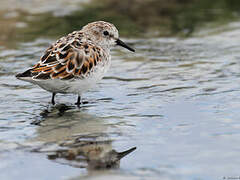 Little Stint