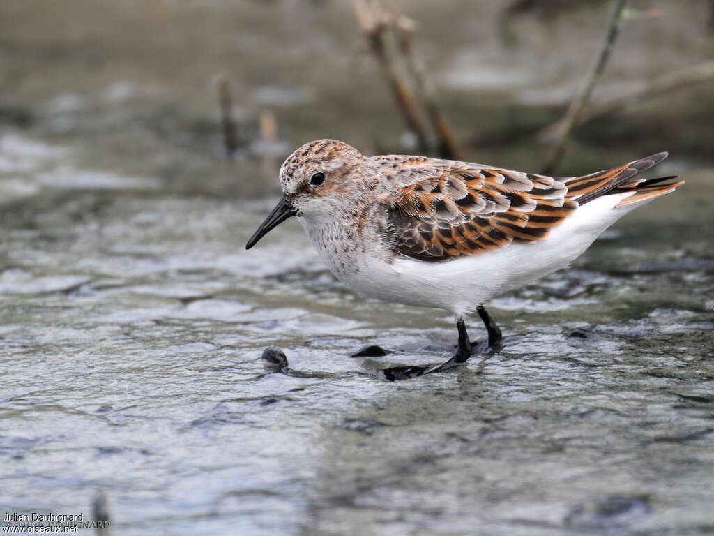 Little Stintadult breeding, identification