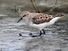 Little Stint