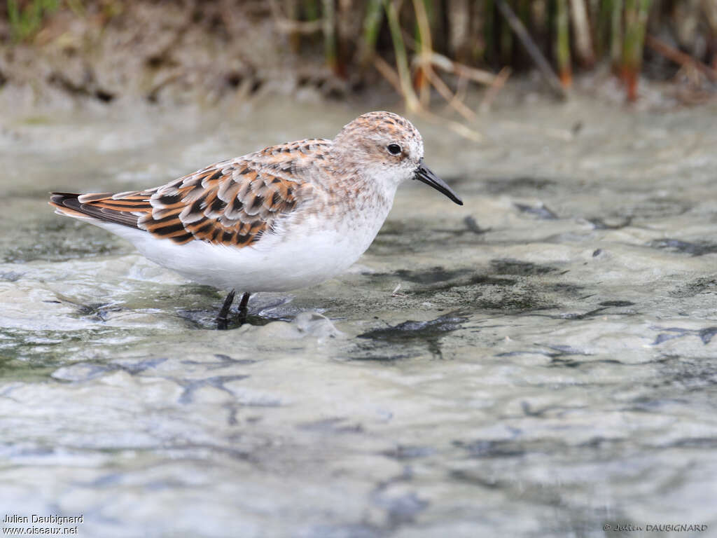 Little Stintadult breeding, identification