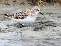 Little Stint