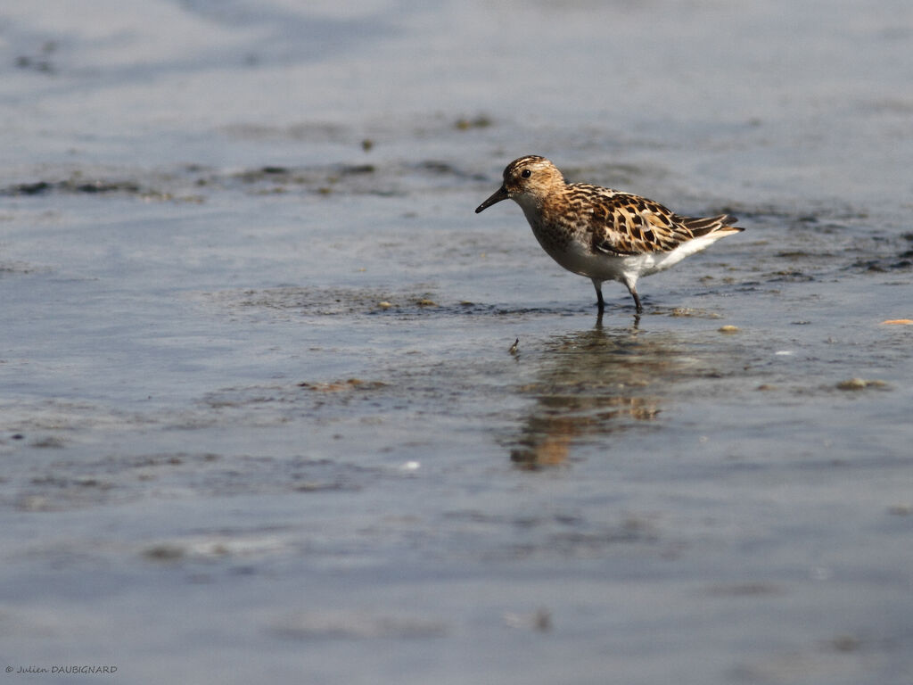 Little Stint, identification