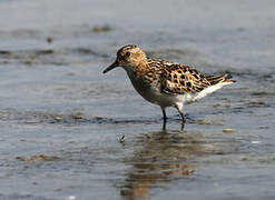 Little Stint