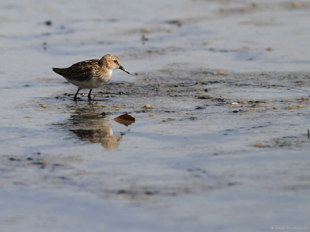 Bécasseau minute, identification