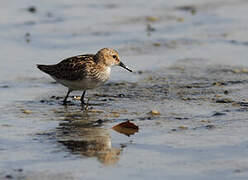 Little Stint