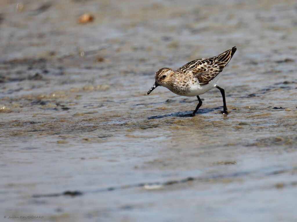 Bécasseau minute, identification