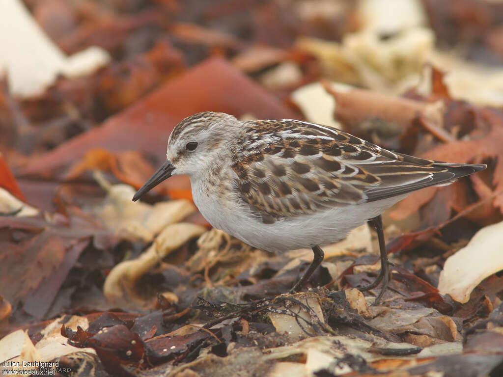 Little Stintjuvenile, identification