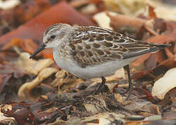 Little Stint