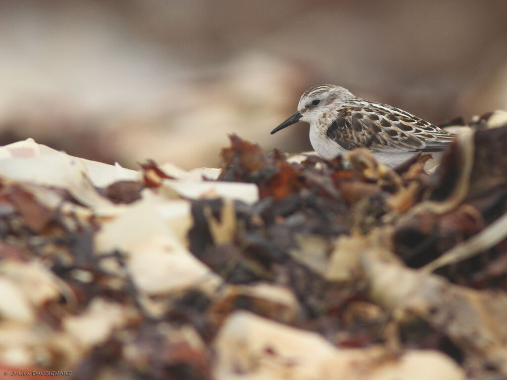 Little Stint, identification