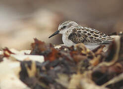 Little Stint