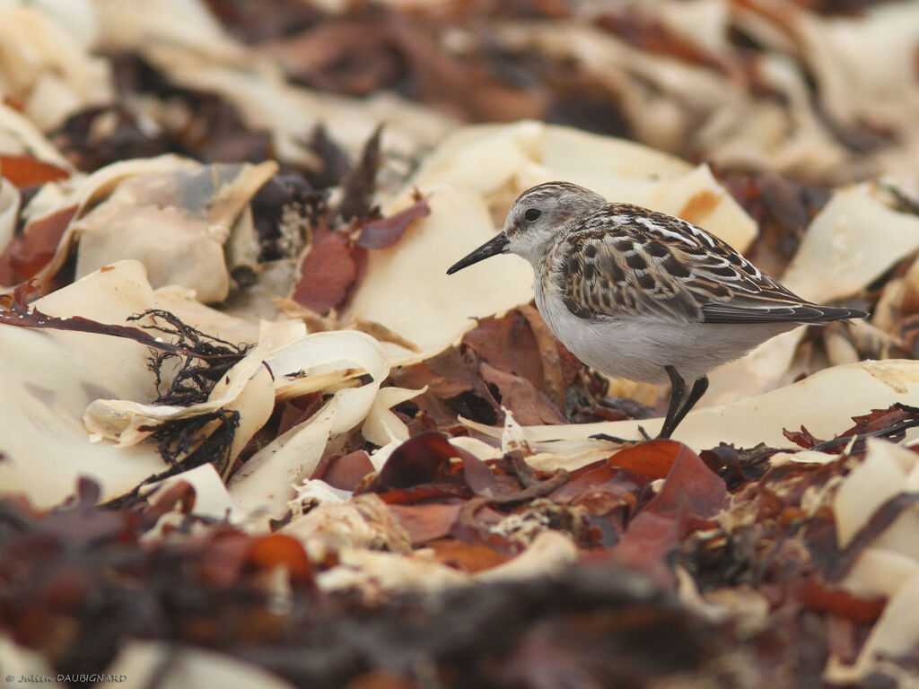 Little Stint, identification