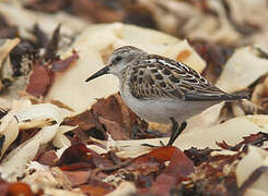 Little Stint