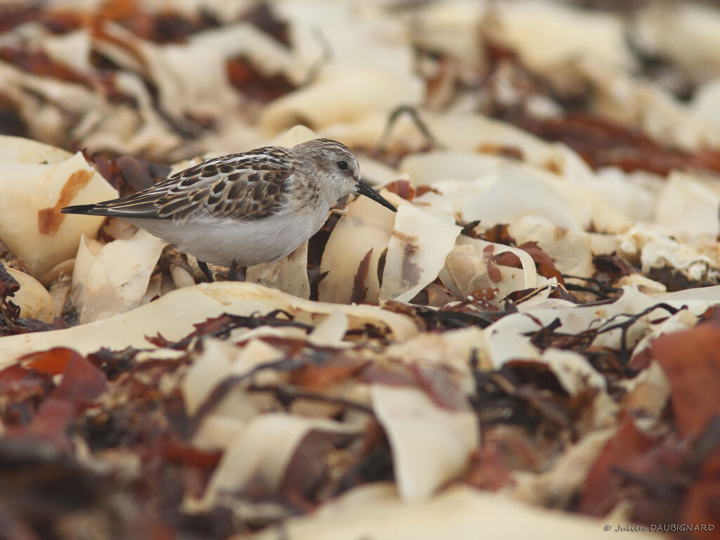 Little Stint, identification