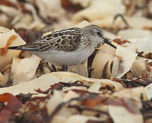 Little Stint