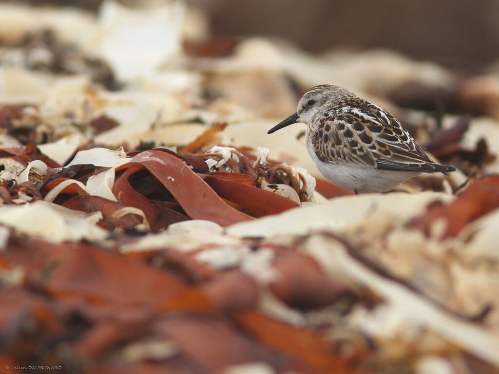 Little Stint, identification