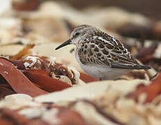 Little Stint