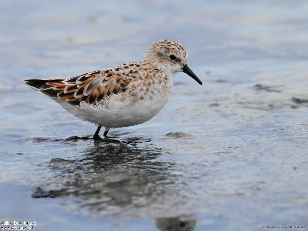 Bécasseau minuteadulte nuptial, identification