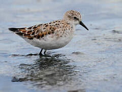 Little Stint