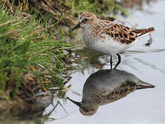 Little Stint