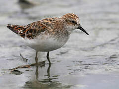 Little Stint