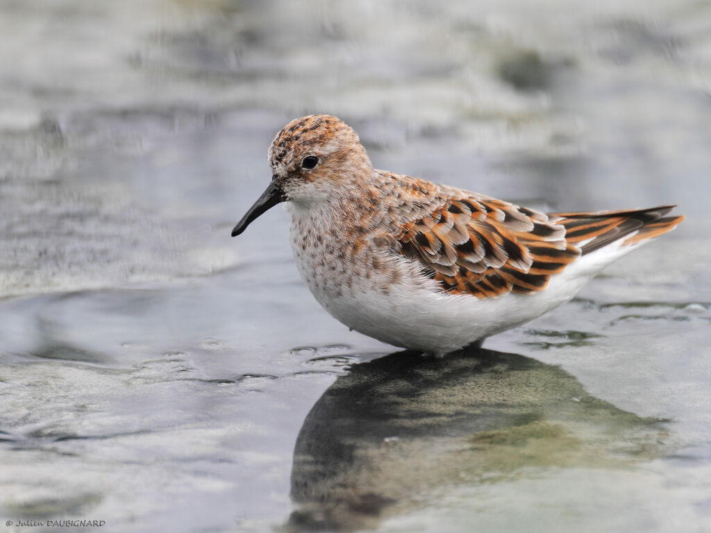 Bécasseau minute, identification