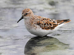 Little Stint