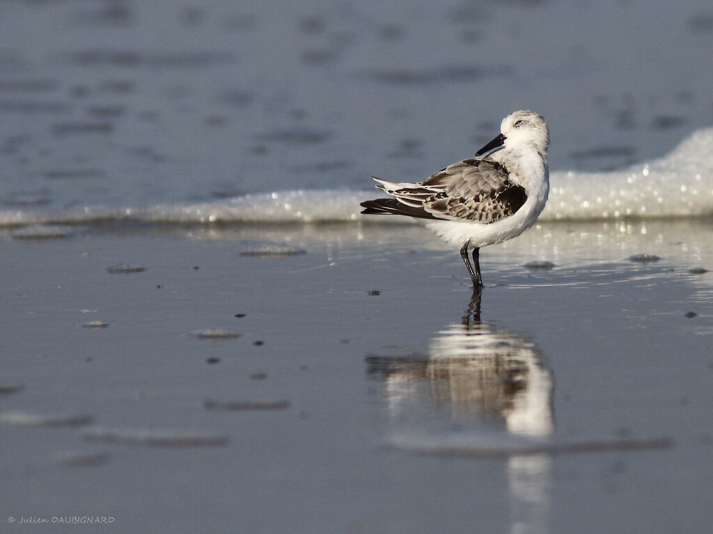 Bécasseau sanderling, identification