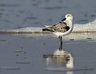 Bécasseau sanderling