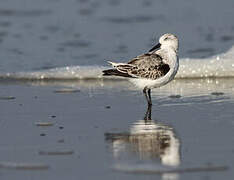 Bécasseau sanderling