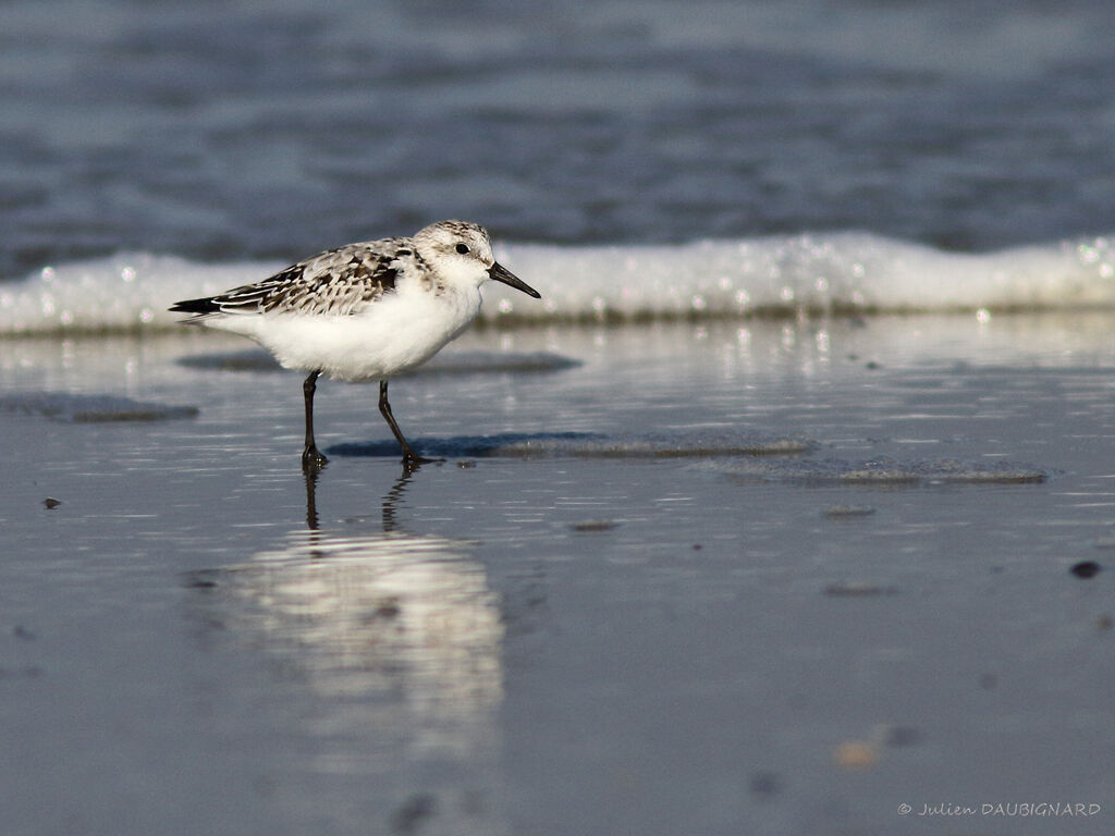 Bécasseau sanderling, identification