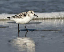 Bécasseau sanderling