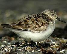 Sanderling