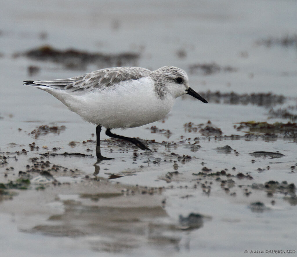 Sanderling, identification